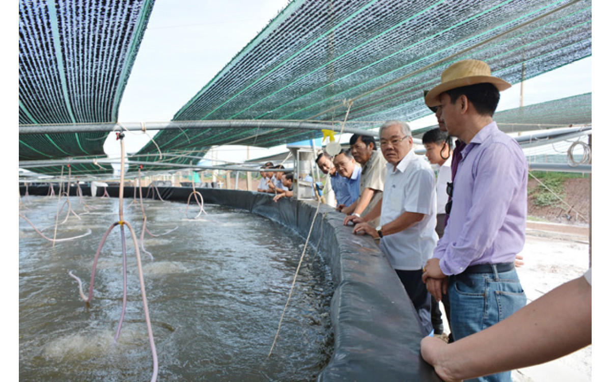 Thuận lợi về thời tiết v&agrave; gi&aacute; cả - người nu&ocirc;i t&ocirc;m, doanh nghiệp đẩy mạnh sản xuất